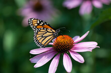 Monarch Butterfly On Pink Flower