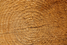 A Close Up Of Of The Saw Marks From A Freshly Cut Pine Tree On February 20th 2022