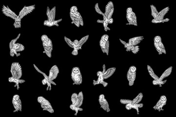 Wall Mural - Set Mega Collection Bundle Owl Bird Animal Hand Drawn for tattoo and t-shirt art illustration