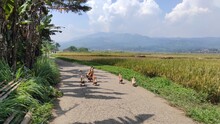 Several Ducks Are Closing The Road In The Cikancung Area, Indonesia
