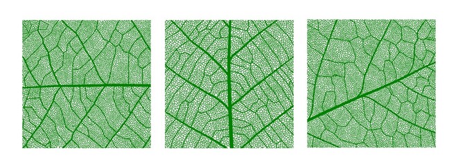 Green leaf texture pattern, leaf background with veins and cells, vector tree plant in macro closeup. Green leaf texture, nature and floral or palm leaf foliage, organic environment and ecology