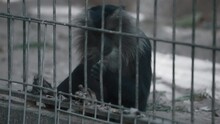 Lion-tailed Macaque, Wanderoo Eating Leaves Behind Bars. Animals Living In The Zoo, Captivity Concept. 