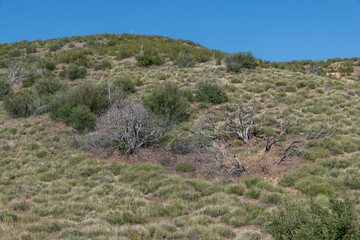 Burnt trees at the Antelope Valley Poppy Reserve, Lancaster, California