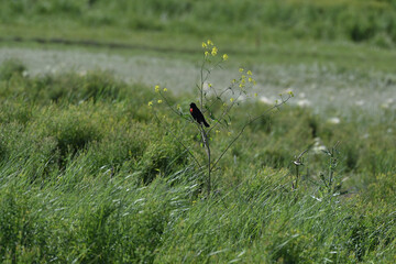 Wall Mural - Red-winged Blackbird