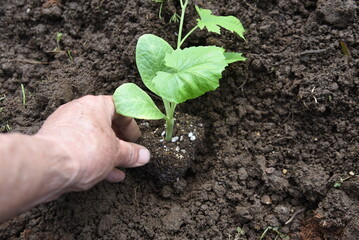 Sticker - Cultivation of bitter melon ( Goya ) in the vegetable garden. Seedling planting work.