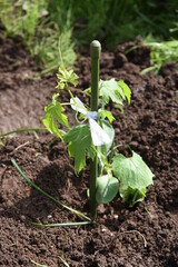 Poster - Cultivation of bitter melon ( Goya ) in the vegetable garden. Seedling planting work.