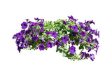 Fototapeta Lawenda - purple flower plant isolated include clipping path