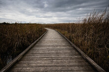 Beautiful View Of Of The Marsh And Boardwalk In Point Pelee