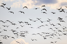 Geese Flock Against The Sky Freedom Wildlife Birds
