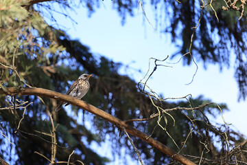 Wall Mural - small bird in the wild in the forest