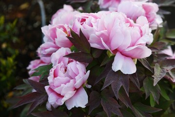 Wall Mural - Tree peony blossoms. Paeoniaceae deciduous shrub. From April to June, flowers of multiple colors such as red, white and purple bloom.