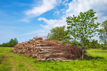 Wall Mural - Cut down birches in a pile on a meadow