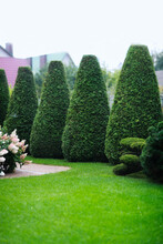 Hydrangea Bush And Pyramidal Thuja In The Garden, Landscape And Garden Design, Shrub Topiary Art