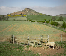 Sheep At Roseberry Topping North York Moors