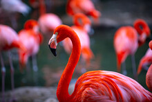 American Flamingo. Flamingos. Beauty Birds, Group Of Flamingos.