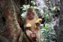 Male Monkey Sits On A Tree And Chooses What To Eat Corn Or Banana