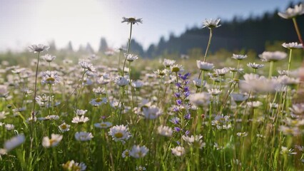 Aufkleber - Camera moves over meadow dotted with daisies. Alpine field flowers swaying in the wind. Summer wild flowers.