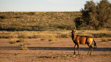 Red Hartebeest In The Kgalagadi