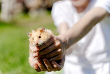 The Child Holds A Hamster In His Hands. Hands Of A Child With A Hamster.