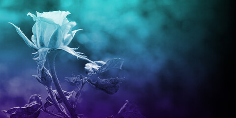 sky blue and violet photo, rose buds on branches on blur background, template, nature, decor, copy space