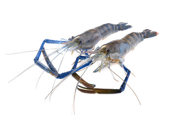 Wall Mural - Fresh shrimp isolated on white background