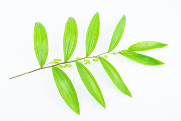 Wall Mural - Fresh branches and leaves of Chinese herbal medicine Polygonatum chinensis on white background