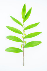 Wall Mural - Fresh branches and leaves of Chinese herbal medicine Polygonatum chinensis on white background