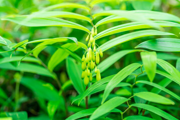 Wall Mural - Wild Chinese herbal medicine Polygonatum chinensis