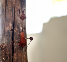 Phasmids Insects N The Block. Stick Insects. With Blur Background