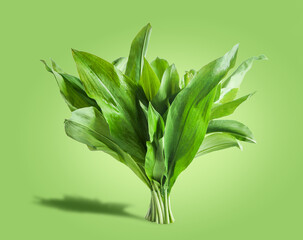 Wild garlic bunch on green background. Seasonal wild herbs background. Flavorful cooking ingredient. Healthy springtime food. Front view.