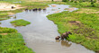 Elephant herd seen from the Letaba Bridge in the Kruger National Park, South Africa 