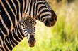 Zebras in the Kruger National Park South Africa 