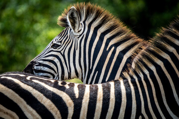 Wall Mural - Zebras in the Kruger National Park South Africa 