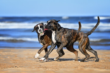 Poster - two boxer dogs playing together with a toy