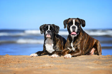 Poster - two boxer dogs lying down on the beach