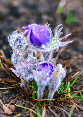 Wall Mural - morning dew, purple pasque flower, refers to the Easter flowering period in spring, Pulsatilla