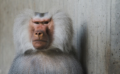 portrait of a baboon