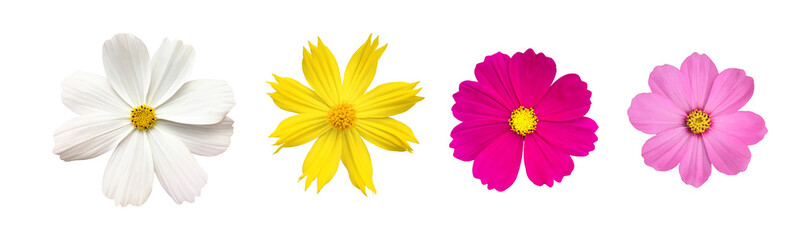 Wall Mural - isolated white, yellow, purple and pink cosmos flower with clipping paths.
