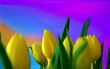 Kolorowe wiosenne tulipany z pięknym tłem