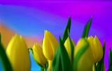 Fototapeta Tulipany - Kolorowe wiosenne tulipany z pięknym tłem