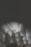 Fototapeta Dmuchawce - Pusteblume mit Wassertropfen, close up, Hintergrund braun/grau