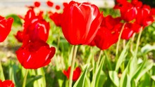 A Red Tulip Close-up Among Other Tulips On A Sunny Day