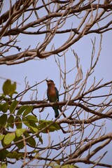 bird on tree