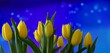 Piękne żółte tulipany na niebieskim tle z poświatą