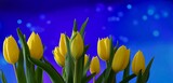 Fototapeta Tulipany - Piękne żółte tulipany na niebieskim tle z poświatą