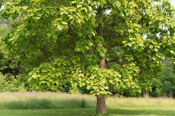 Canvas Print - catalpa tree in the park