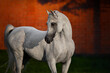 Portrait of a beautiful gray arabian horse looks back on natural background, head closeup