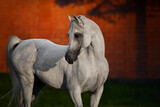Fototapeta Konie - Portrait of a beautiful gray arabian horse looks back on natural background, head closeup