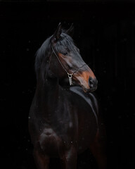 Wall Mural - Portrait of a beautiful black horse on black background isolated, head closeup.