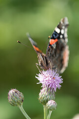 Wall Mural - red admiral on a thistle blossom